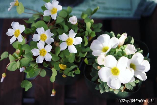 小众植物:一片心酢浆草