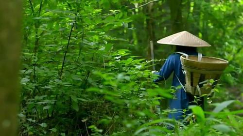 两农民上山采药迷路,意外发现坠机残骸,揭开埋藏数十年的历史