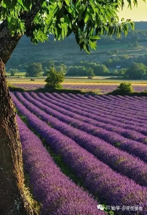 又到一年薰衣草花开季普罗旺斯已经把全世界迷醉了