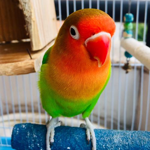 牡丹鹦鹉&黄雀鸟