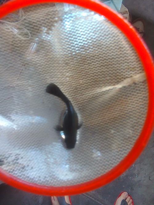 大神,谁能帮忙鉴定一下黑玛丽是否怀孕?捞的时候翻不过来