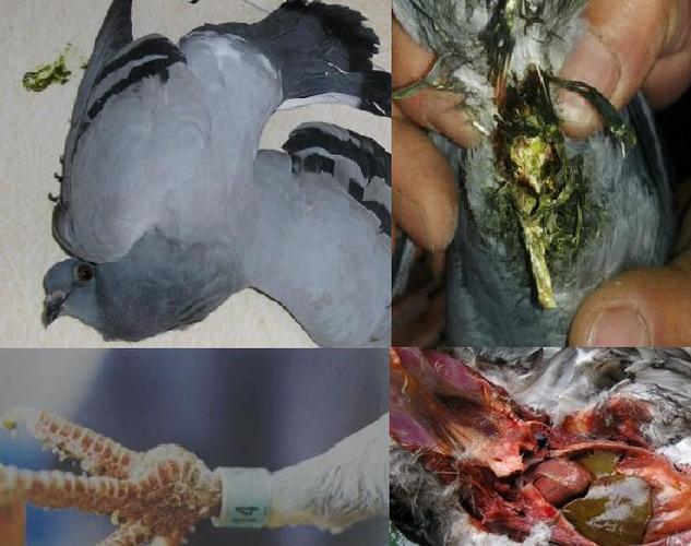 鸽爪   新城疫   鸽瘟疫   病死快 鸽歪头   腿麻痹   粪墨绿 腺病毒