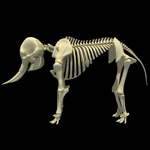 非洲大象骨架3d模型
