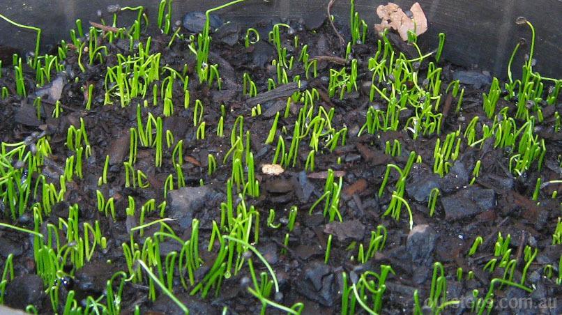 如何种好韭菜 - 小鱼儿 - 玉醉红尘