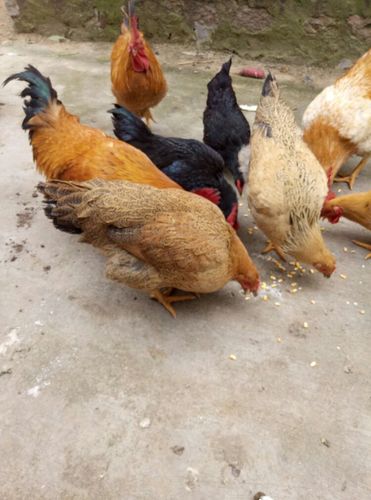 农村的老人是这样养鸡的