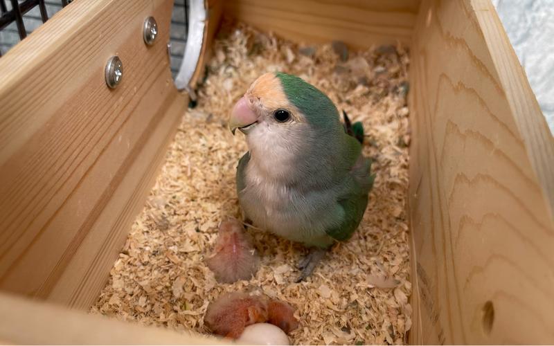 活动作品家里的牡丹鹦鹉出壳了鸟妈妈满脸都是母爱