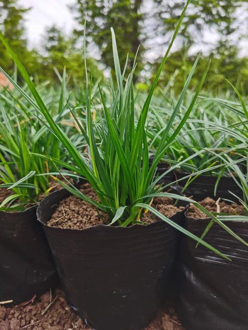 长春市绿化管理中心园林花卉苗圃 积极引进观赏草新品种涝峪苔草
