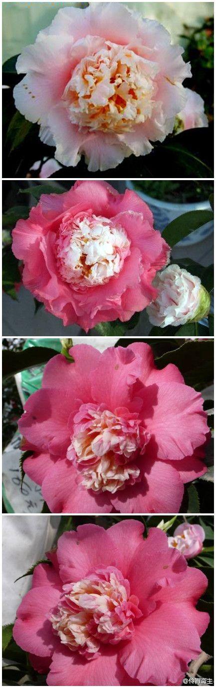 茶花15#超级赛牡丹(elegans supreme):托桂型,巨型花,直径15cm左右