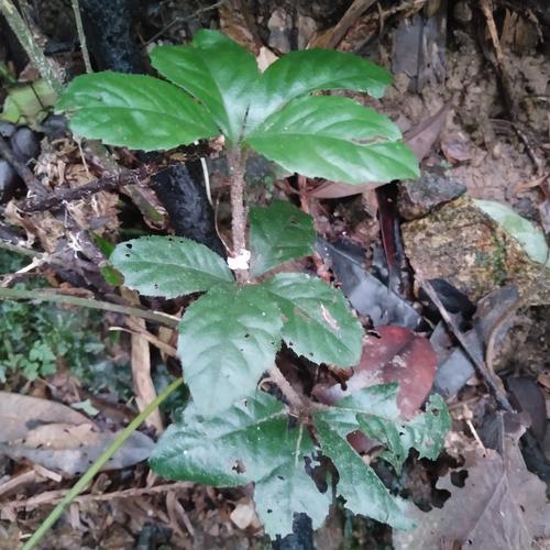野生草药新鲜九节龙全草毛茎紫金牛小罗伞地茶土丹皮矮茶风包邮