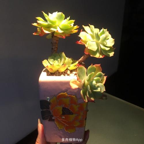 家有鲜肉                  [表情b0]海啸[表情b0]