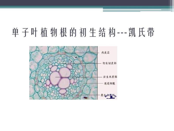 单子叶植物根的初生结构---凯氏带