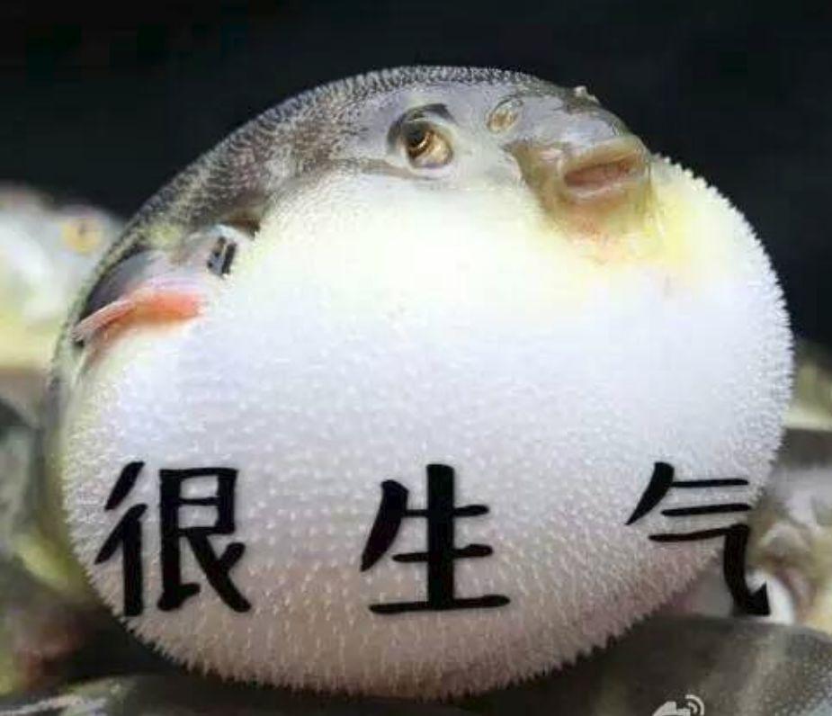 敢为人"鲜"的顺德人,你一定要试试这一味……_河豚