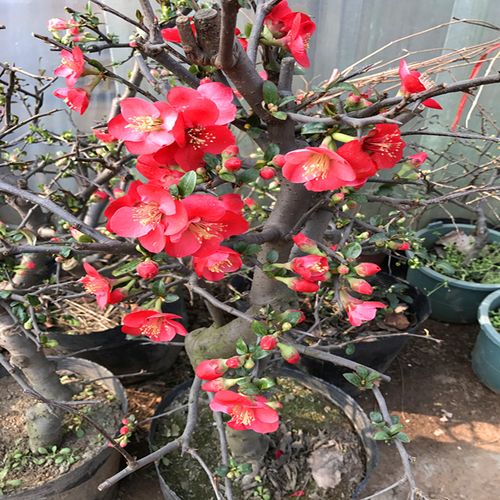 包邮海棠苗西府海棠花四季开花垂丝海棠植物日本海棠3
