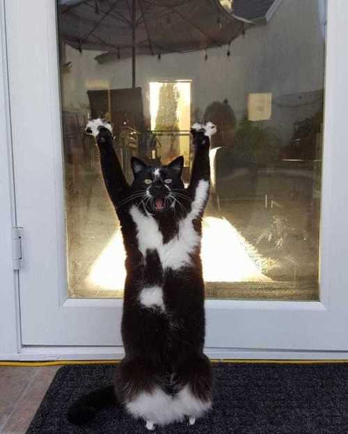 这只"投降猫"随时都举双手投降,看完这行为的原因后你会被萌翻