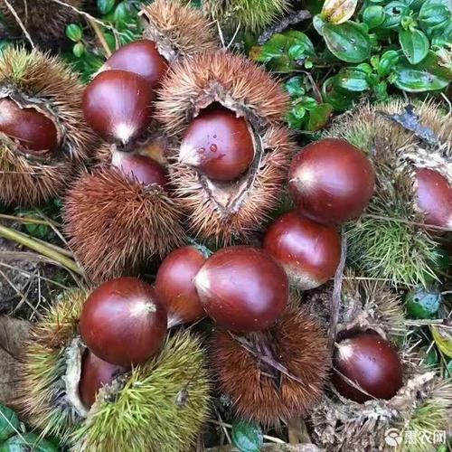 大红袍板栗苗 大红袍板栗,蒙山油栗,嫁接成品苗,当年挂果,丰产,包邮包