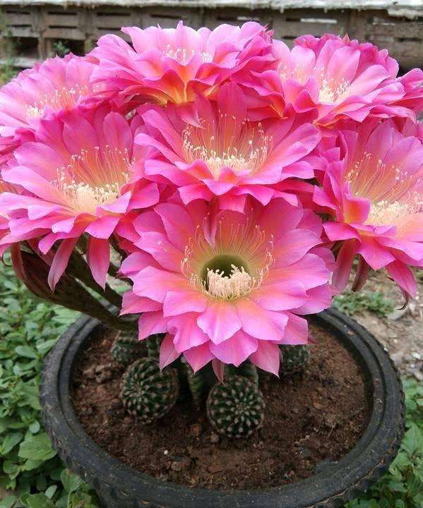 仙人球不开花那是你不会养做好这3点开成大玉盘真惊艳