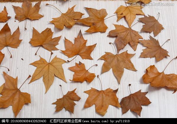 [正版商业] 梧桐树叶