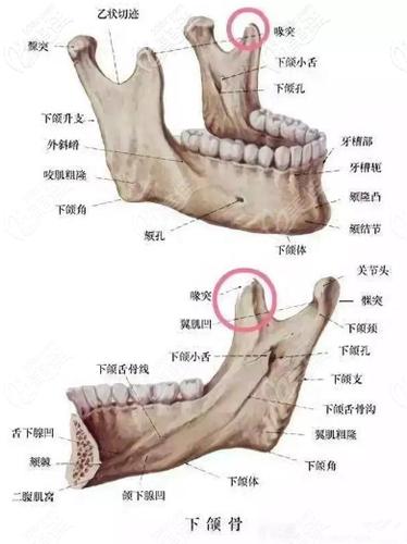 下颌骨喙突位置
