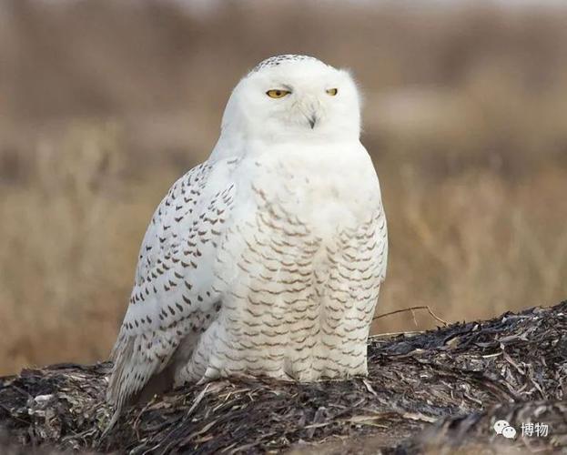 栖息环境:山间溪流,鱼塘 毛腿雕鸮曾被认为是脚上长毛的渔鸮,归在渔