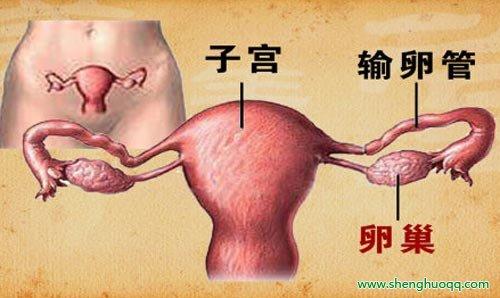养生堂20140806:女性卵巢癌与痛经