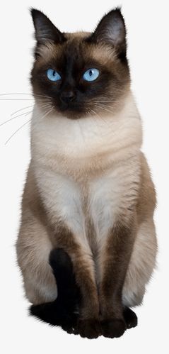 关键词 : 猫咪,小猫,动物,猫