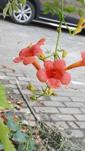 现代诗·凌霄花:花开郑大之30