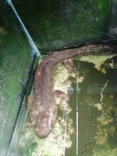 此业主保护动物的意识,值得大家学习.