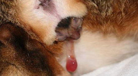 母猫怎么分娩的?