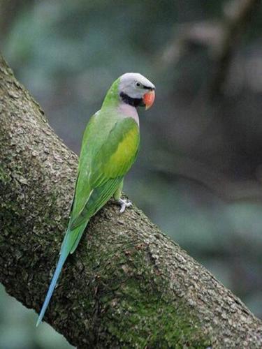 到货小绯胸鹦鹉幼崽亚历山大鹦鹉幼崽
