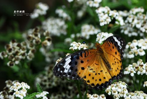 奇妙的昆虫世界45斐豹蛱蝶