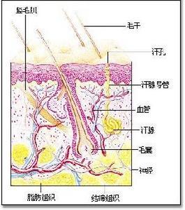 化脓性汗腺炎