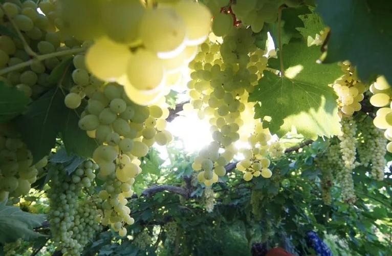 暑热至极的时候,吐鲁番的葡萄熟了