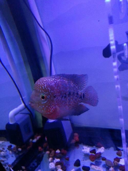 出个蛇纹泰金罗汉