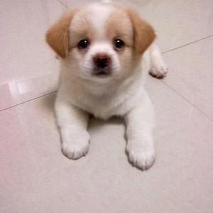 土狗活体田园犬家养土狗幼犬活体宠物狗狗狮子狗哈巴狗土串包活