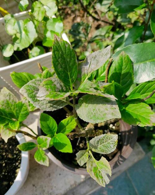 敲重点:绣球花容易见到的病害是灰霉病,还有就是白粉病了,发生的特点