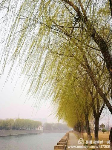 沾衣欲湿杏花雨,吹面不寒杨柳风