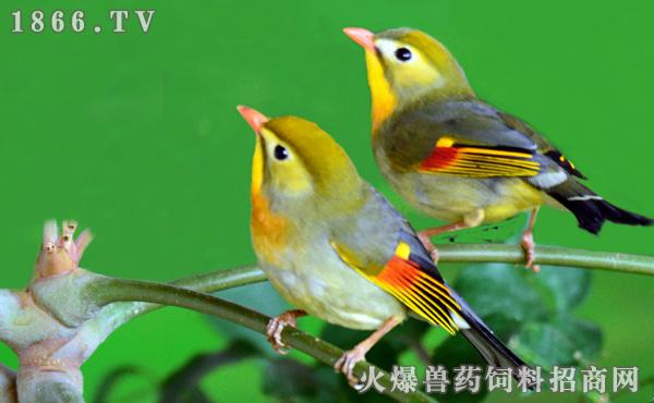 相思鸟怎么分公母,相思鸟笼养会繁殖吗