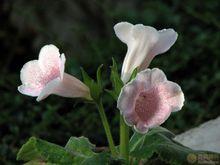 烟筒花属