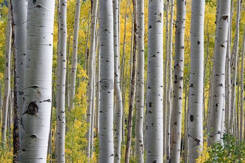 白桦—— 一棵有内涵的树