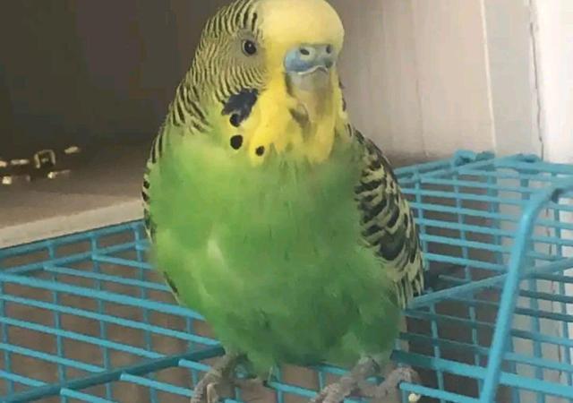 如果没有时间,请养牡丹鹦鹉和虎皮鹦鹉!