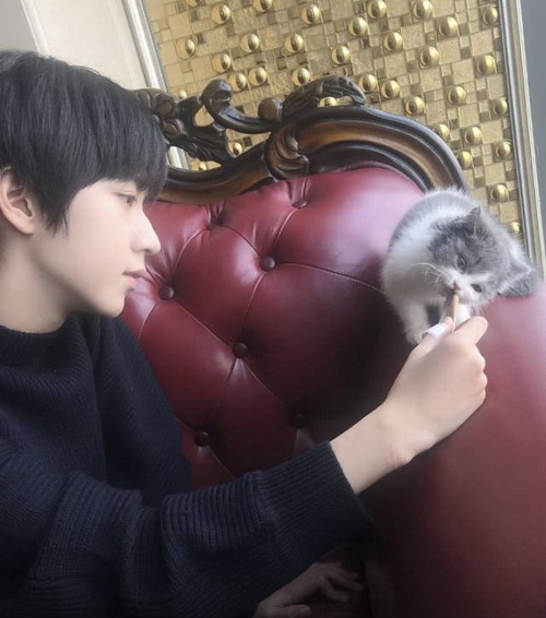 tf家族贺峻霖为猫发疯,为此不惜调戏siri,粉丝:你是偶像