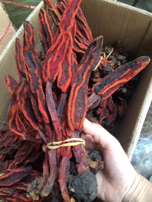 批发选货中药草苁蓉 不老草 顶天柱 回春草 草苁茸