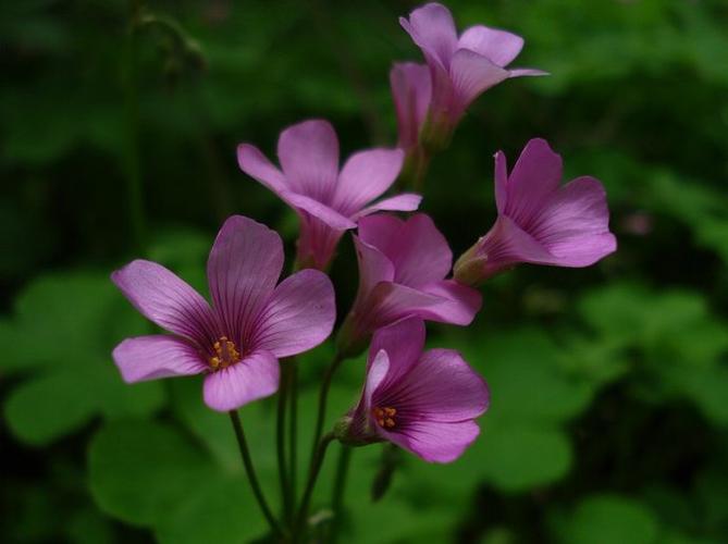 谷雨·红花酢浆草