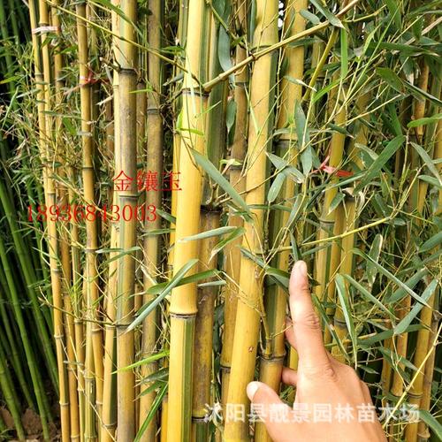 金镶玉竹子 盆栽金镶玉竹杆直 别墅景观美化 各种绿化工程用