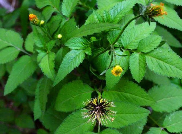 鬼针草【别名】鬼骨针,刺针草等,其草籽粘身跟人走,惹人恼,在农村