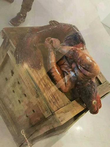 人鱼的传说一直都存在,只不过中国称之为鲛人,而西方则称其为美人鱼