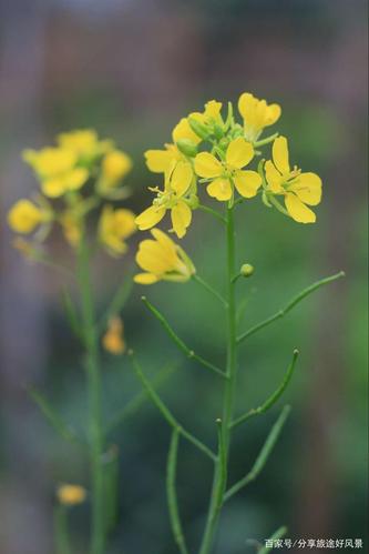 春暖花开,家乡油菜花正盛开,美极了