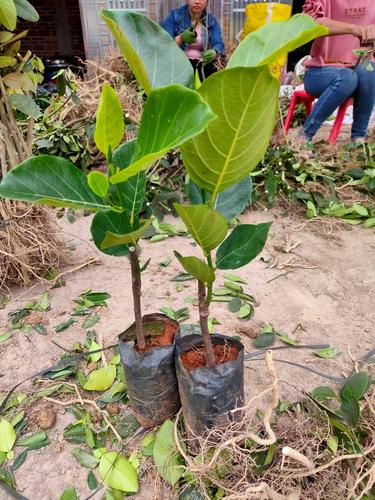 马来西亚一号菠萝蜜苗 菠萝蜜树苗 嫁接马来西亚1号水果苗 南方种植
