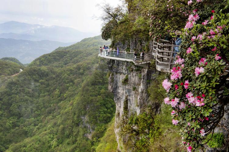(环境)汉中龙头山:云中杜鹃更娇美