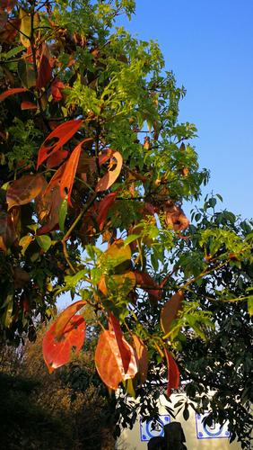 香樟树的叶子很漂亮